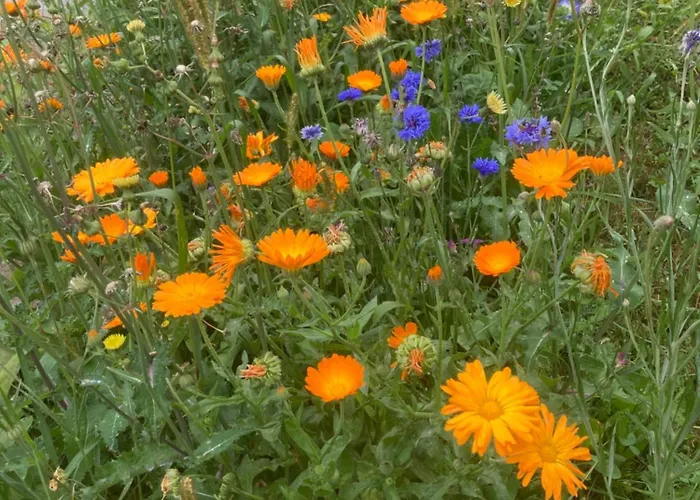 Zur Alten Zeder Ferienhaus Seyfrieds